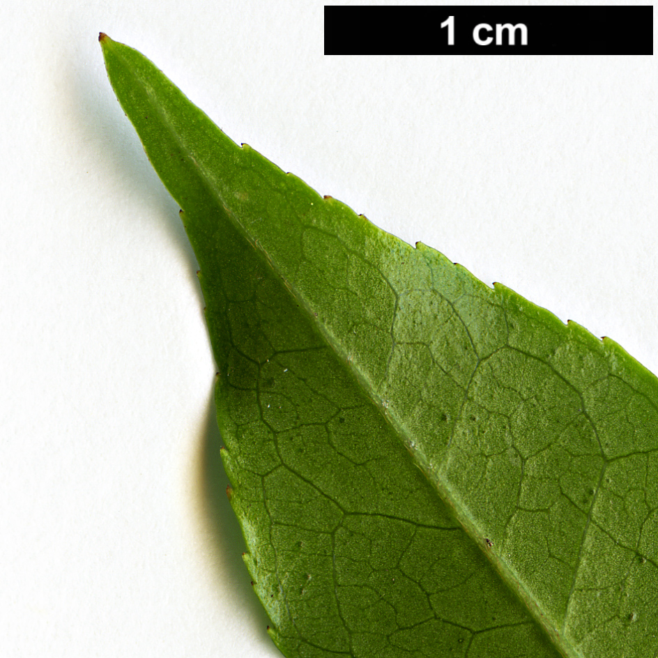 High resolution image: Family: Symplocaceae - Genus: Symplocos - Taxon: lancifolia